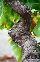 Branch of Old Vine with Gnarled Bark Poster Print by Per Karlsson