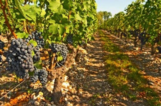 Cabernet Sauvignon Vines Art Print by Per Karlsson showcasing lush vineyard scenery.