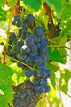 Muscat Noir poster print showcasing Chateau La Grave Figeac, France.