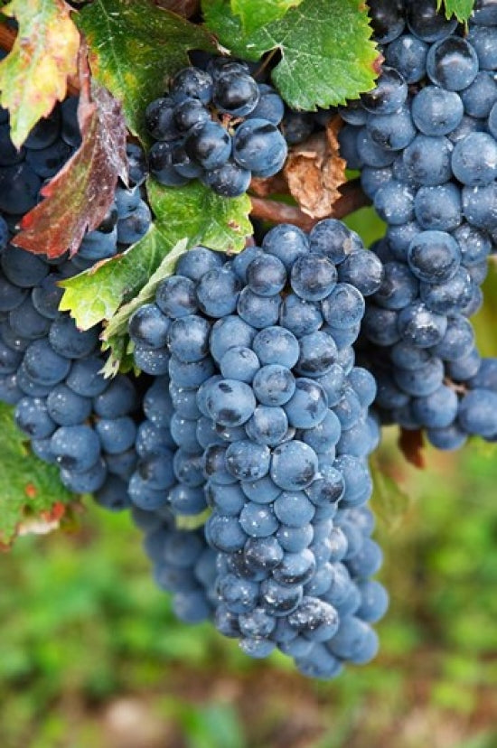 Chateau Carignan Merlot Grape Vineyard Poster Print showcasing lush vineyard landscape.