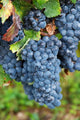 Chateau Carignan Merlot Grape Vineyard Poster Print showcasing lush vineyard landscape.