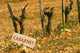 La Truffe de Ventoux Poster Print by Per Karlsson showcasing the beauty of Provence.