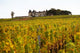 Vineyard and Medieval Chateau Poster Print by Per Karlsson.