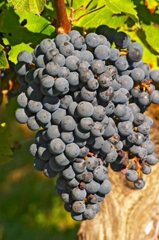 Petit Verdot Vineyard, Chateau Pey la Tour poster print showcasing lush French vineyard scenery.