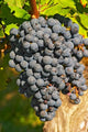 Petit Verdot Vineyard Poster Print by Per Karlsson showcasing lush vines and picturesque scenery.
