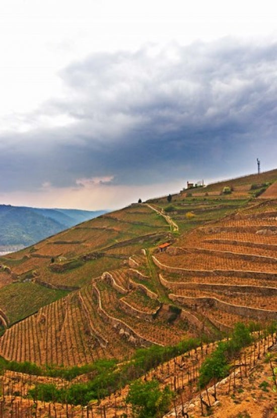 Les Bessards Vineyard Poster Print by Per Karlsson showcasing lush vineyards in Tain-la'Hermitage, France.