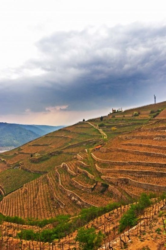 Les Bessards Vineyard Poster Print by Per Karlsson showcasing vibrant grapevines and scenic landscape.