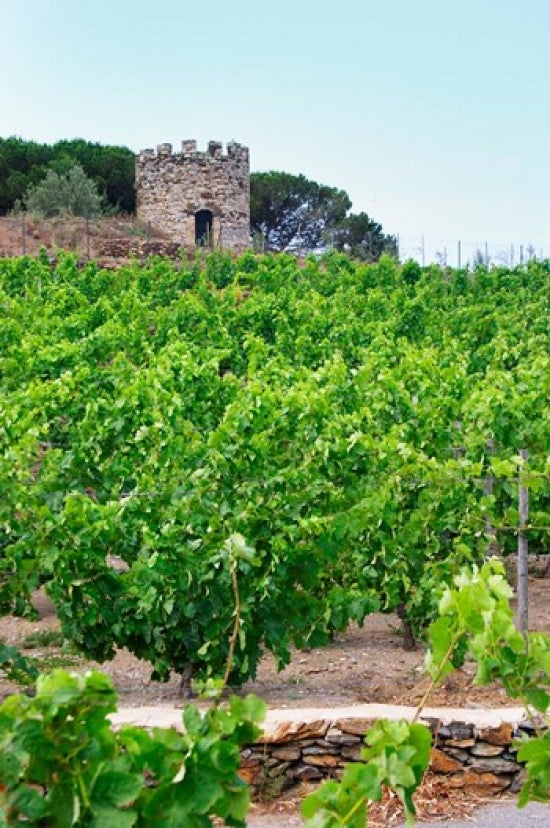 Domaine la Tour Vieille Vineyard Art Print by Per Karlsson