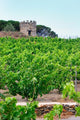 Domaine la Tour Vieille Vineyard Art Print by Per Karlsson