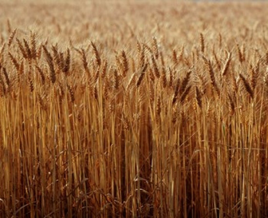 Field of Wheat, France Poster Print by Paul Thompson, showcasing serene wheat fields.