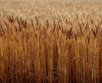 Field of Wheat, France Poster Print by Paul Thompson, showcasing serene wheat fields.