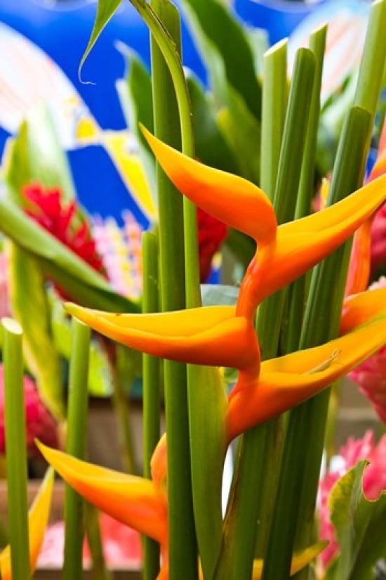 Heliconia Flower Seafront Market Poster Print by Walter Bibikow