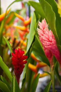 Red Ginger Flowers poster print by Walter Bibikow featuring vibrant tropical blooms.