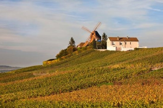 Windmill and Vineyards Poster Print by Walter Bibikow, showcasing a windmill and lush vineyards.