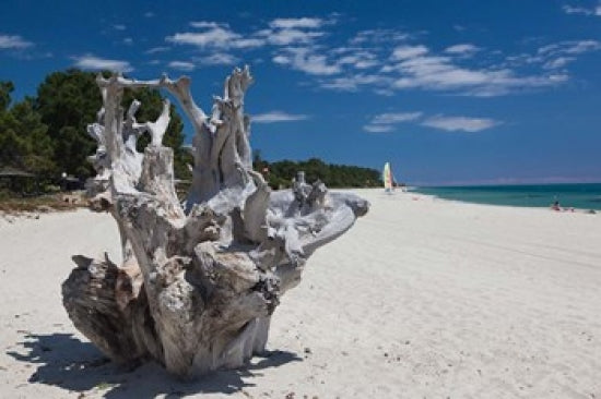 Town Beach Driftwood Poster Print by Walter Bibikow showcasing serene coastal landscape.