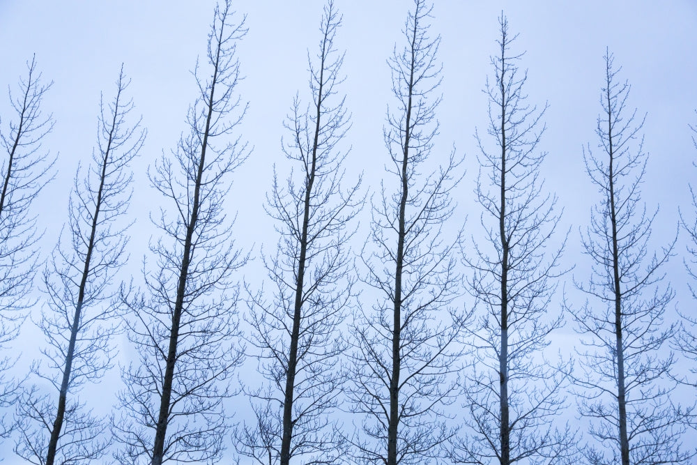 Iceland Golden Circle Winter Trees Poster Print showcasing leafless trees in winter landscape