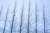 Iceland Golden Circle Winter Trees Poster Print showcasing leafless trees in winter landscape
