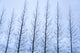 Iceland Golden Circle Winter Trees Poster Print showcasing leafless trees in winter landscape