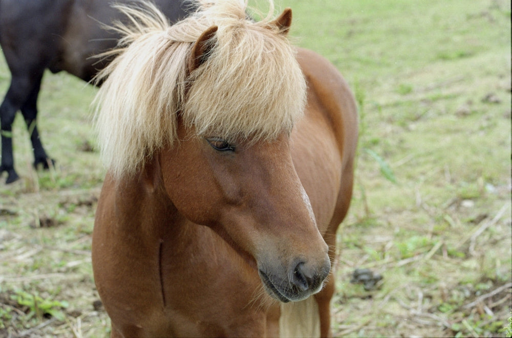 Small Horses Poster Print capturing the essence of hardy small horses.