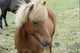 Small Horses Poster Print capturing the essence of hardy small horses.