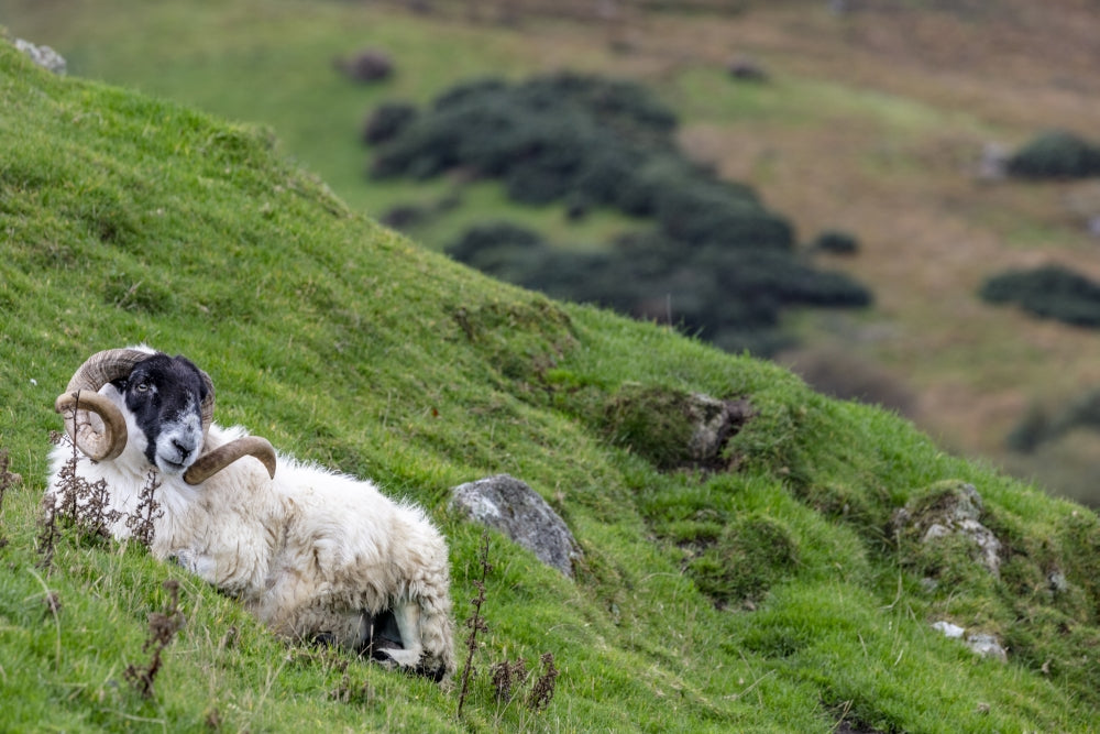 Lanark Blackface Ram on the Fanad Peninsula Poster Print by Chuck Haney