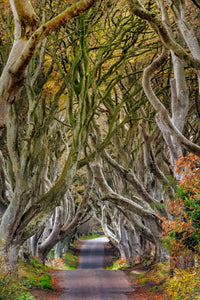 The Dark Hedges poster print by Chuck Haney, showcasing a beautiful landscape of intertwined beech trees in Northern Ireland.