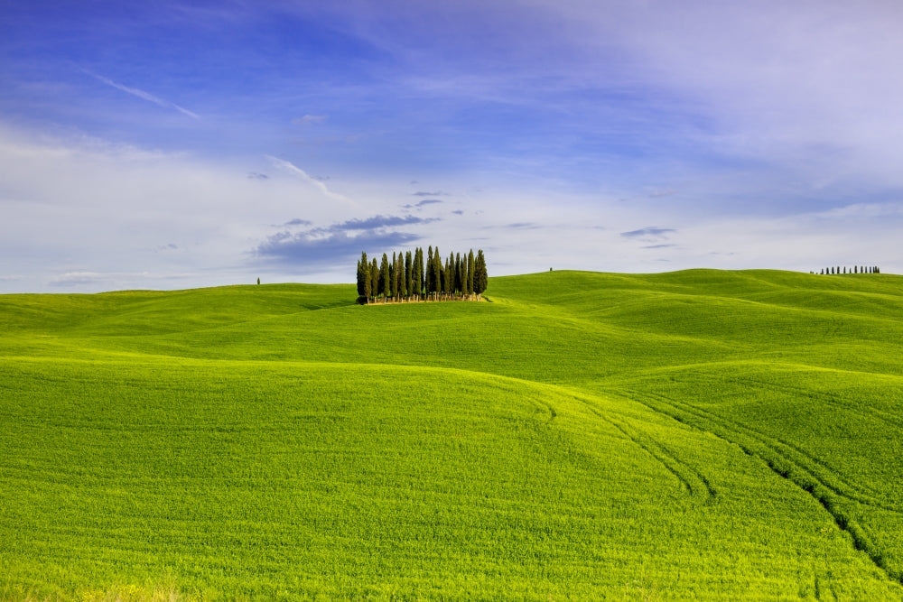 Italy Tuscany Val d'Orcia Cypress Grove Poster Print