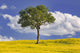 San Quirico d'Orcia Tree and Farm Crop Poster Print showcasing the Italian countryside.
