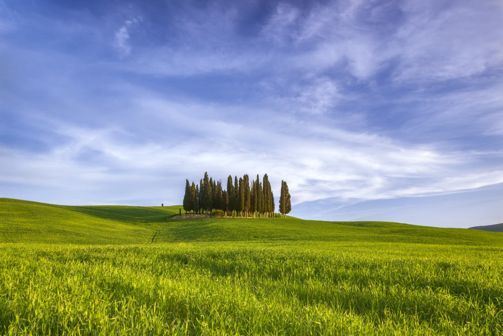 Cypress Grove Landscape Poster Print showcasing the beauty of San Quirico d'Orcia in Italy.