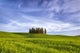 Cypress Grove Landscape Poster Print showcasing the beauty of San Quirico d'Orcia in Italy.