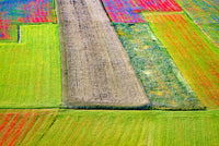 Italy Castelluccio Aerial View of Flower Patterns Poster Print