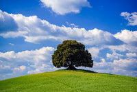 Val d'Orcia Tree on Hilltop Poster Print by Jim Nilsen showcasing Tuscan landscape.