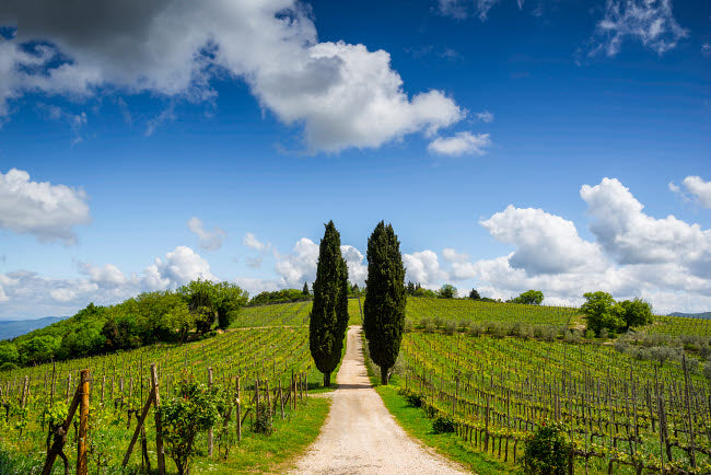 Tuscany Chianti Vineyard and cypress trees poster print.
