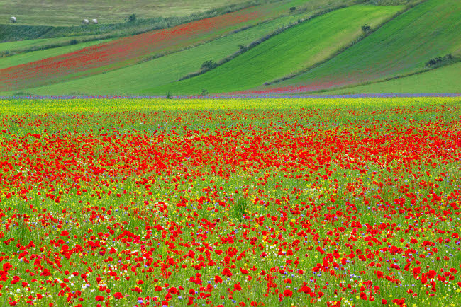 Castellucio Piano Grande field of flowers poster print by Jim Nilsen.