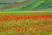 Castellucio Piano Grande field of flowers poster print by Jim Nilsen.
