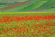 Castellucio Piano Grande field of flowers poster print by Jim Nilsen.