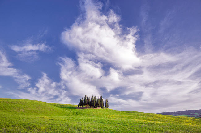 Cypress Grove in Val d'Orcia Landscape Poster Print by Jim Nilsen