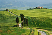 Val d'Orcia dirt road leading to a villa print by Dennis Flaherty.