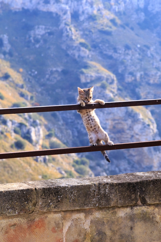 Southern Italy Region of Basilicata Small Kitten Poster Print by Emily Wilson