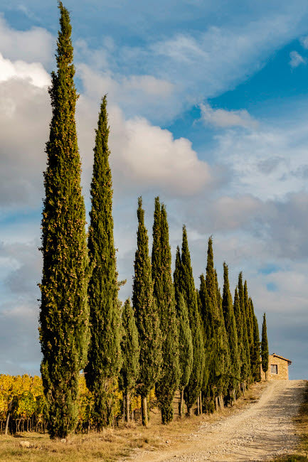 Italy Tuscany Row of Pine Trees Poster Print by George Theodore