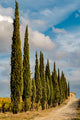 Italy Tuscany Row of Pine Trees Poster Print by George Theodore