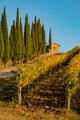 Italy Tuscany Vineyard poster print by George Theodore featuring pine trees
