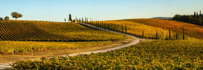 Italy Tuscany Vineyard Late Light Poster Print by George Theodore
