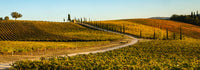 Italy Tuscany Vineyard Late Light Poster Print by George Theodore