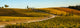 Italy Tuscany Vineyard Late Light Poster Print by George Theodore