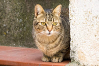 Poster print of cats roaming the cave dwelling town of Matera by Julie Eggers