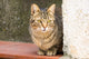 Poster print of cats roaming the cave dwelling town of Matera by Julie Eggers