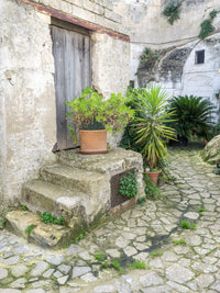 Italy Basilicata Matera Plants Poster Print by Julie Eggers showcasing greenery on Sassi houses