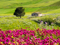 Alcamo Countryside Poster Print by Terry Eggers showcasing the beautiful Sicilian landscape.