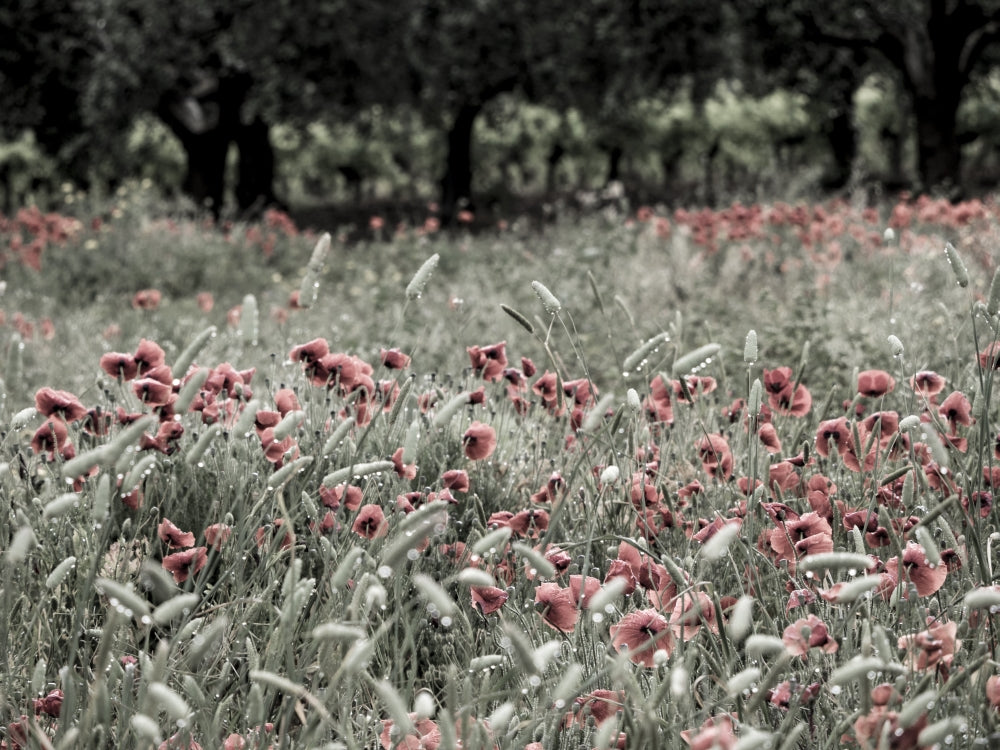 Italy Sicily Trapani Poppies Olive Groves Poster Print by Terry Eggers